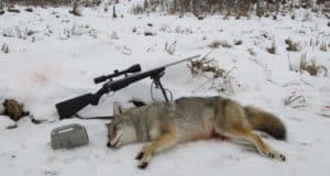 coyote hunting