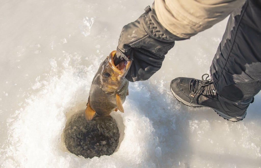 Fisherman's hand pulling bass out of ice fishing hole