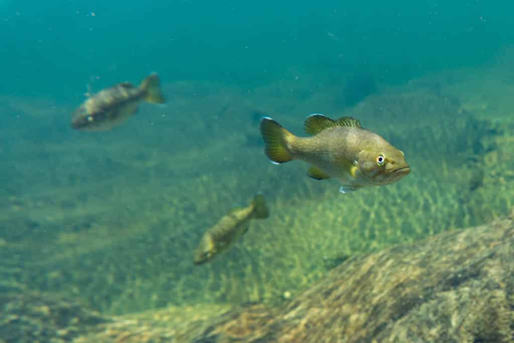 Three smallmouth bass under water