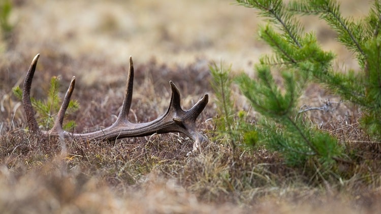 shed antler on the ground