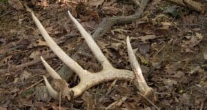 shed deer antler