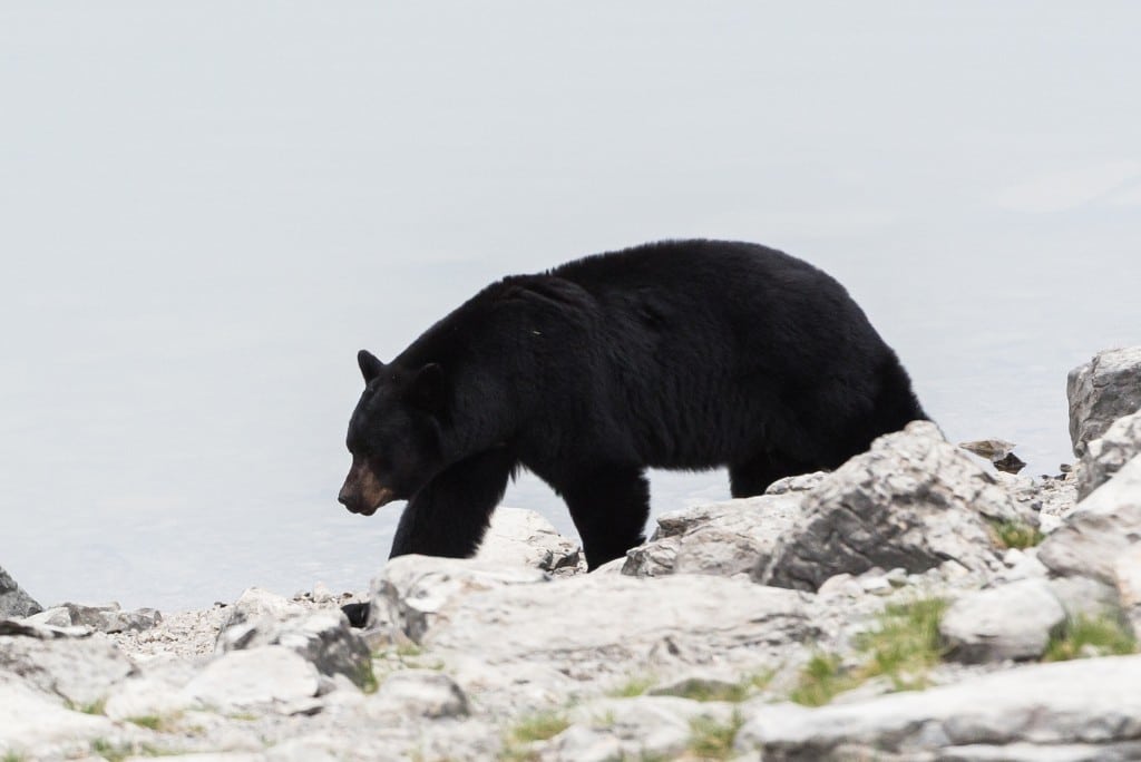 black bear walking on rocks next to lake
