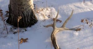 shed antler on snow