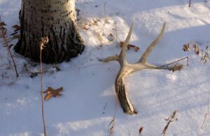 shed antler on snow
