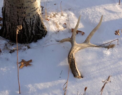 shed antler on snow