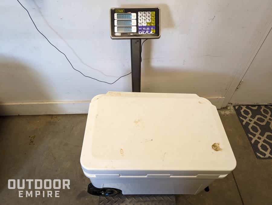 Wheeled cooler sitting on a scale to be weighed