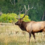 Elk standing in meadow with trees in background