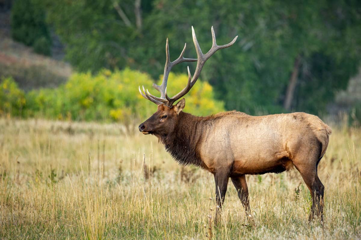 Elk standing in meadow with trees in background