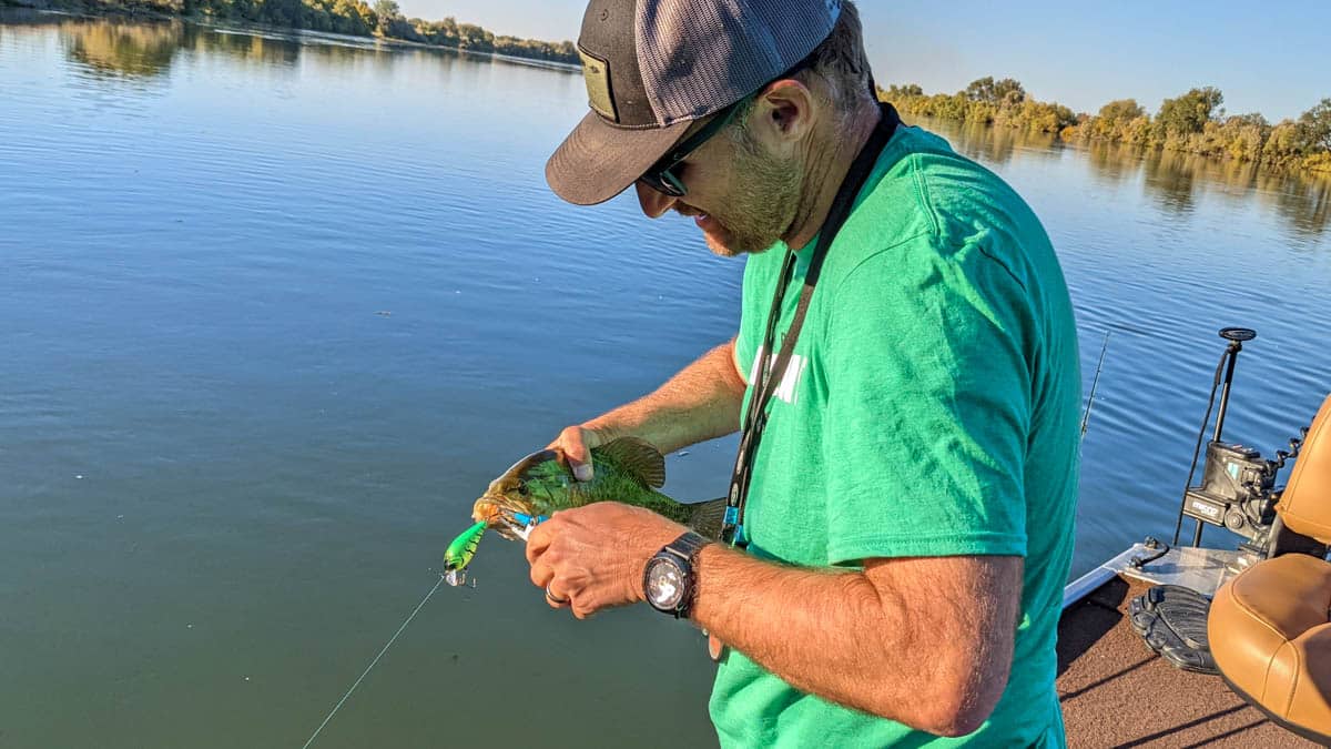 Angler removing lure from bass fish mouth