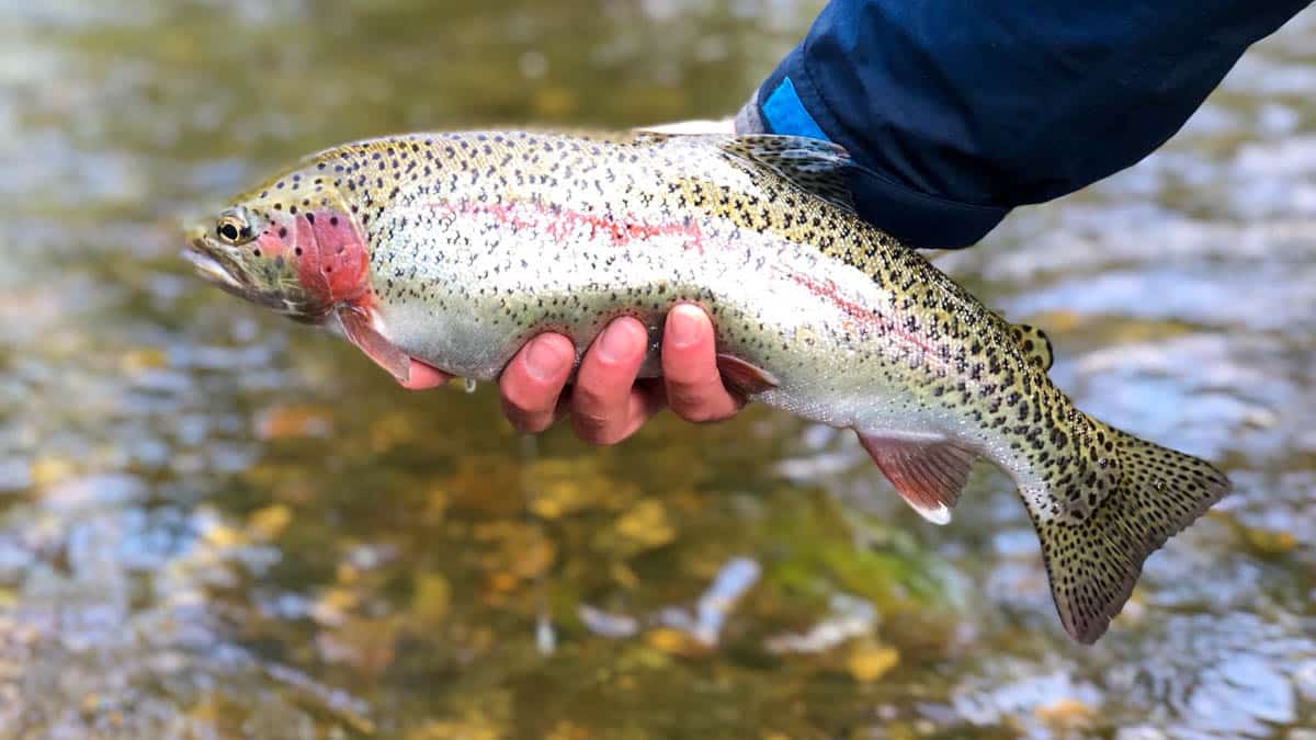 Large rainbow trout in anglers hand over water
