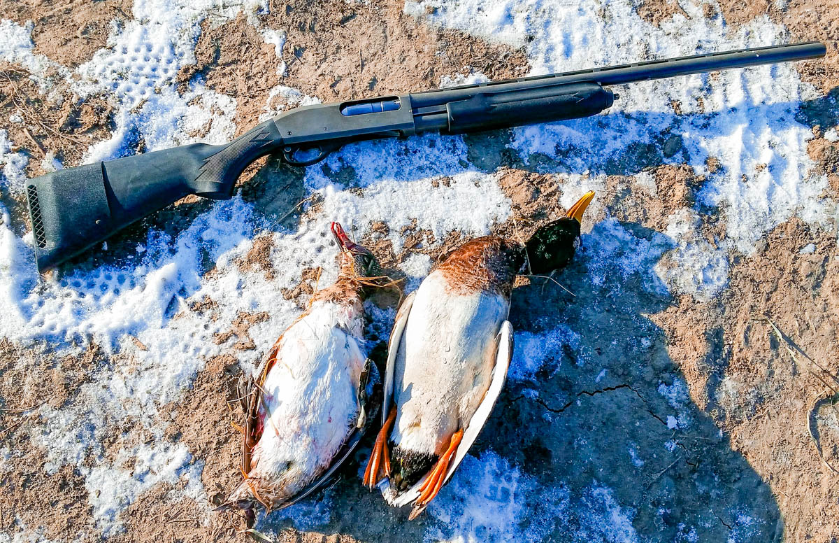 Shotgun on ground with pair of hunted ducks