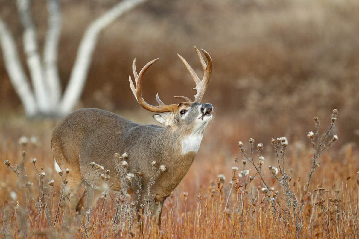 Whitetail deer buck calling in tall weeds