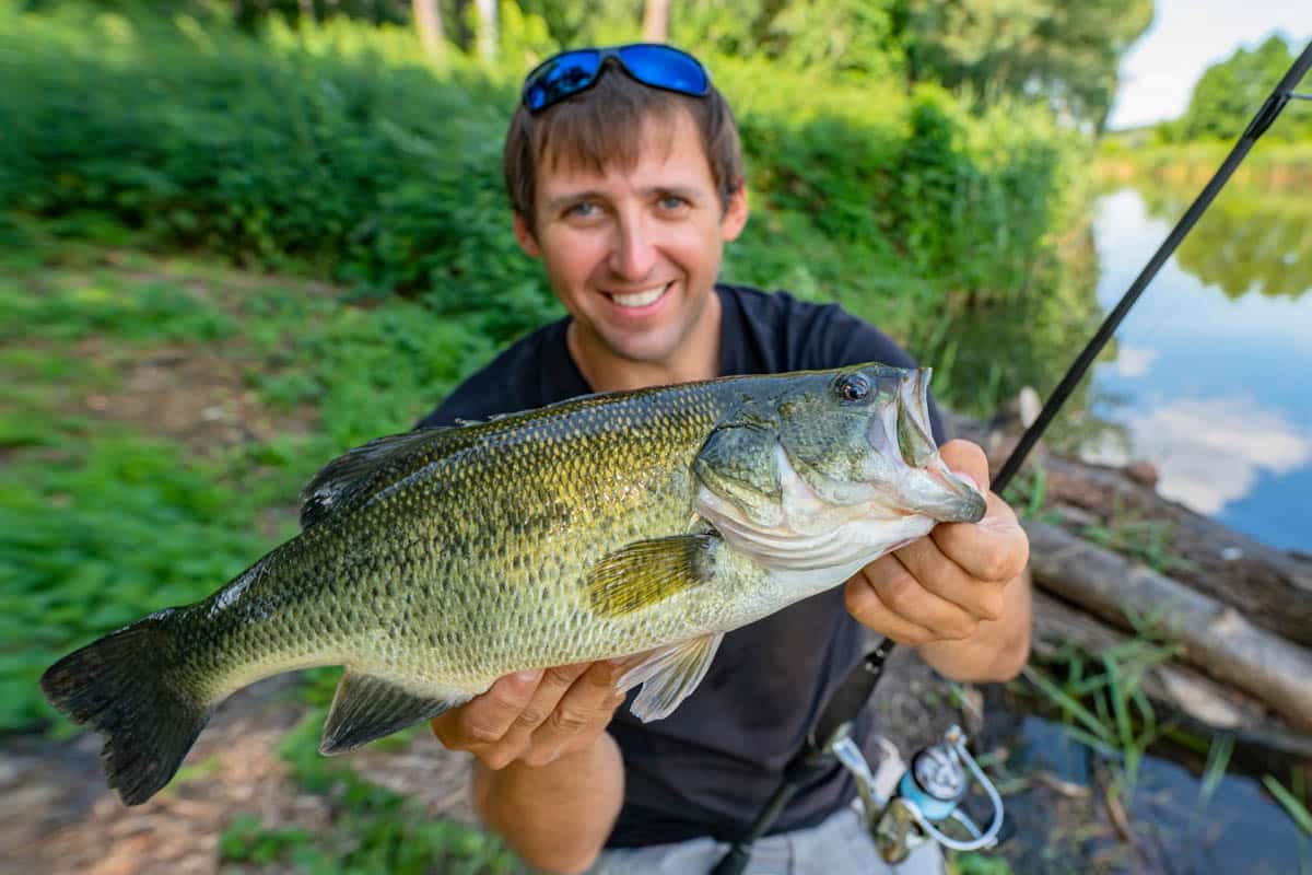 Fisherman holding largemouth bass he caught