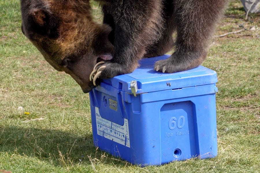 bear standing on Blue Ice Vault cooler and biting it