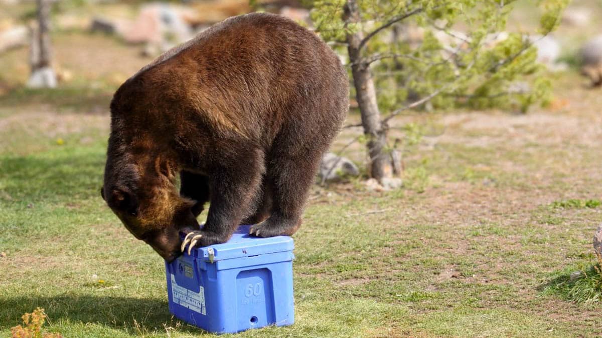 grizzly bear standing on an ice chest testing bear resistant coolers