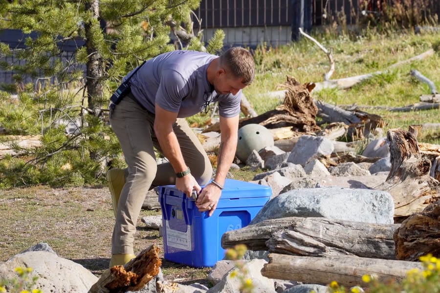 Chris Wiese placing Blue Coolers Ice Vault in bear enclosure and testing padlocks