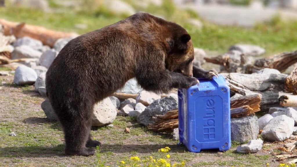 grizzly bear pushing a cooler