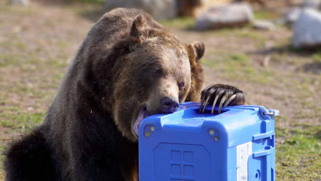 grizzly bear biting a cooler